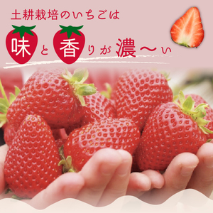 いちご 定期便 朝採れ厳選いちご 2パック×3回