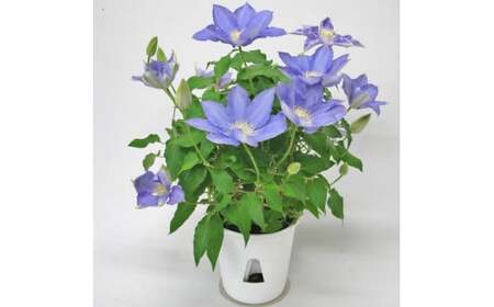 【先行予約】【長谷川園芸】品種おまかせブルー系クレマチス5寸【母の日 ギフト プレゼント 贈答 花のある生活】(AT210)