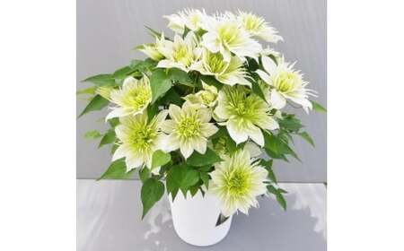 【先行予約】【長谷川園芸】オリジナル クレマチス「華川」〔ベストフラワー賞受賞品種〕5寸【母の日 ギフト プレゼント 贈答 花のある生活】(AT213)