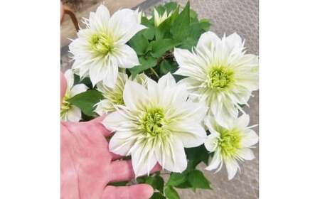 【先行予約】【長谷川園芸】オリジナル クレマチス「華川」〔ベストフラワー賞受賞品種〕5寸【母の日 ギフト プレゼント 贈答 花のある生活】(AT213)