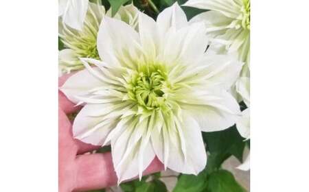 【先行予約】【長谷川園芸】オリジナル クレマチス「華川」〔ベストフラワー賞受賞品種〕5寸【母の日 ギフト プレゼント 贈答 花のある生活】(AT213)