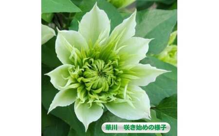 【先行予約】【長谷川園芸】オリジナル クレマチス「華川」〔ベストフラワー賞受賞品種〕5寸【母の日 ギフト プレゼント 贈答 花のある生活】(AT213)