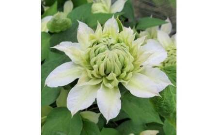 【先行予約】【長谷川園芸】オリジナル クレマチス「花園」５寸 【母の日 ギフト プレゼント 贈答 花のある生活】(AT212)