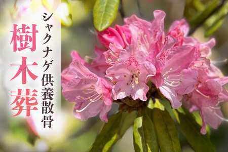 自然供養のカンシャ 樹木葬　シャクナゲ供養散骨 JC-008