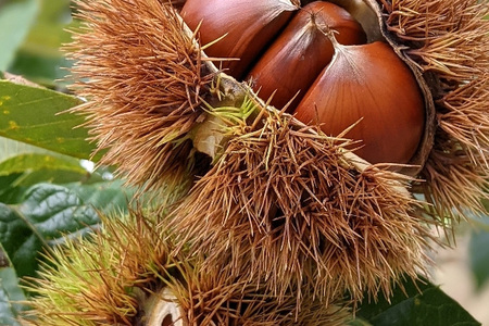 笠間の栗・かねこ農園の生栗 品種おまかせ1kg（4L） 栗 クリ