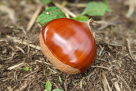 笠間市岩間の栗かもねぎ 笠間市岩間の栗かもねぎ 笠間市