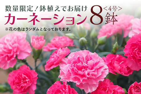 Bu 35 カーネーション ８鉢セット ４号サイズ 茨城県笠間市 ふるさと納税サイト ふるなび