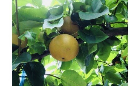 【先行予約】柴沼梨園の梨（幸水）5kg
