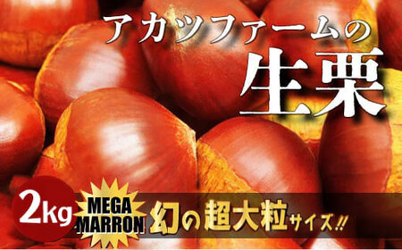 【先行予約】アカツファ－ムの生栗 超特大 4L以上 メガマロン 2kg