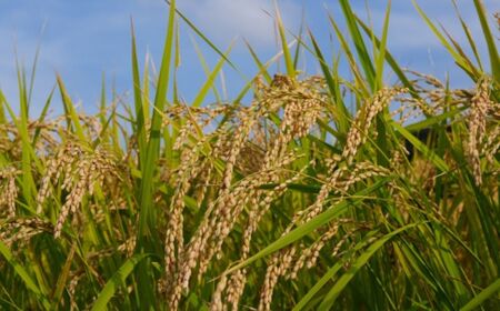 【令和7年産】ふっくりんこ5kg 小田切清志農園（2025年10月下旬より発送） NABJ003