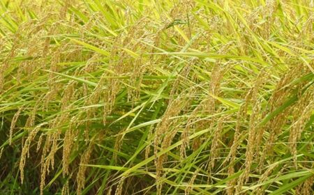 【令和7年産】ふっくりんこ10kg 小田切清志農園（2025年10月下旬より発送） NABJ004