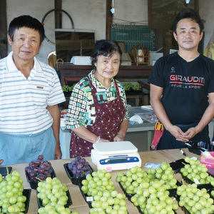 【先行予約】【2026年8月下旬順次発送開始】シャインマスカット2～3房（約1.5kg）【茨城県共通返礼品：下妻市】│ フルーツ 果物 ぶどう 種なし 大粒 数量限定 茨城県（BJ001）
