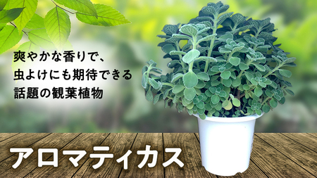 アロマティカス 1鉢 観葉植物 育てやすい 虫よけ ガーデニング 植物 香り かわいい 肉球