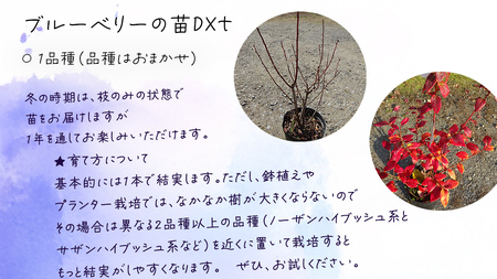ブルーベリー の 苗 DX 1品種 （品種おまかせ） ラビットアイ系 ハイ