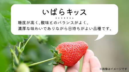 【 先行予約 】 茨城県品種 いばら キッス ( 4パック×1箱 )【 2026年1月から発送開始 】 ( 茨城県共通返礼品 : 常陸太田市 )