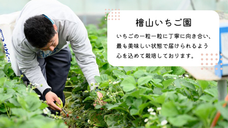 【 先行予約 】 茨城県品種 いばら キッス ( 4パック×1箱 )【 2026年1月から発送開始 】 ( 茨城県共通返礼品 : 常陸太田市 )