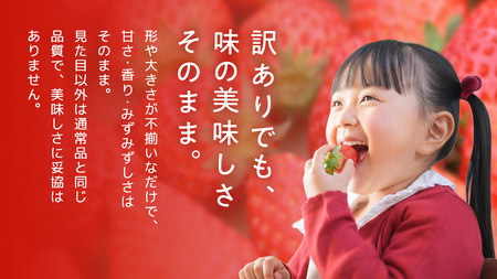 【 先行予約 】 訳あり いちご いばらキッス 800g 《 2026年2月以降発送 》