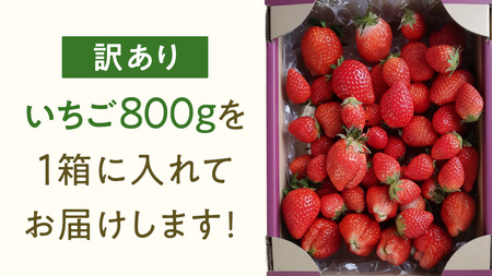 【 先行予約 】 訳あり いちご いばらキッス 800g 《 2026年2月以降発送 》