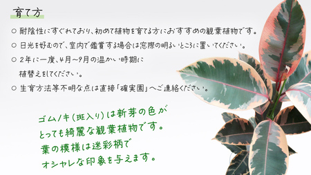 ゴムノキ 斑入り 5号ポット 1点