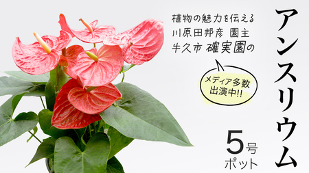 アンスリウム 5号ポット 1点