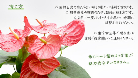 アンスリウム 5号ポット 1点