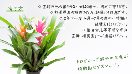 グズマニア 5号ポット 1点