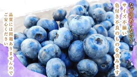 ≪先行予約≫【 訳あり 】 朝採れ 完熟 ブルーベリー 1050g ( 350g × 3パック ) 【 2026年 7月中旬頃より発送開始 】