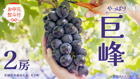 【 お中元 熨斗付き】 巨峰 ２房 【2026年8月上旬発送開始】(茨城県共通返礼品：大子町)