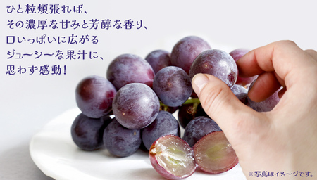 【桐箱入り】 巨峰 ２房 【2026年7月上旬発送開始】(茨城県共通返礼品：大子町)