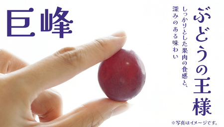 【桐箱入り】 巨峰 ２房 【2026年7月上旬発送開始】(茨城県共通返礼品：大子町)