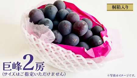【桐箱入り】 巨峰 ２房 【2026年7月上旬発送開始】(茨城県共通返礼品：大子町)