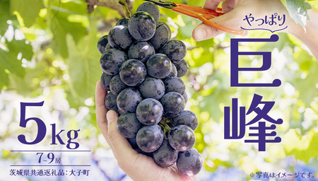 巨峰 5kg (7～9房) 【2026年7月上旬発送開始】(茨城県共通返礼品：大子町)