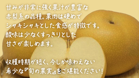 幸水 約10kg (20~24玉)【2026年8月上旬発送開始】(茨城県共通返礼品:大子町)