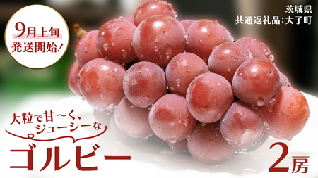ゴルビー ２房【2026年9月上旬発送開始】(茨城県共通返礼品：大子町)