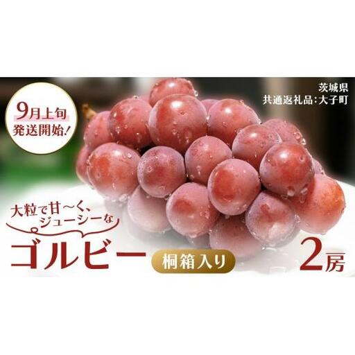 【桐箱入り】 ゴルビー ２房 【2026年9月上旬発送開始】(茨城県共通返礼品：大子町)