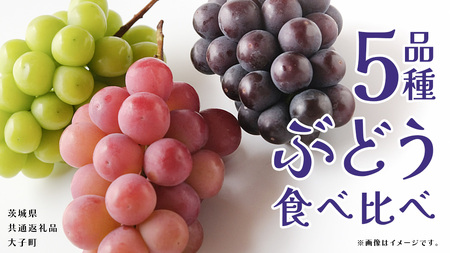 ぶどう ５品種 食べ比べ 【2026年8月上旬発送開始】(茨城県共通返礼品：大子町)