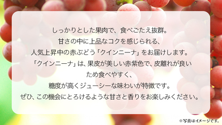 【 桐箱入り 】 クインニーナ１房 【2026年9月上旬発送開始】(茨城県共通返礼品：大子町)