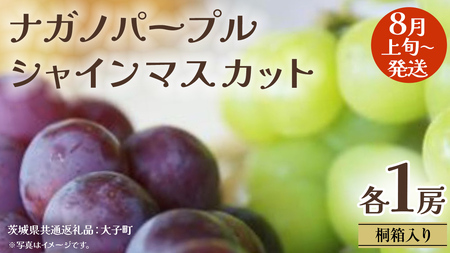 【 桐箱入り 】 ナガノパープル と シャインマスカット (各1房)【2026年8月上旬発送開始】(茨城県共通返礼品:大子町)