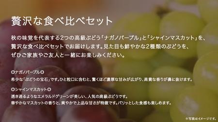 【 桐箱入り 】 ナガノパープル と シャインマスカット (各1房)【2026年8月上旬発送開始】(茨城県共通返礼品:大子町)