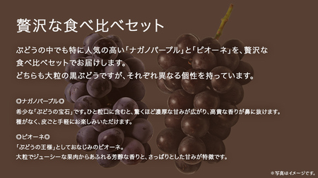 【 桐箱入り 】 ナガノパープル と ピオーネ  (各１房)【2026年8月上旬発送開始】(茨城県共通返礼品：大子町)