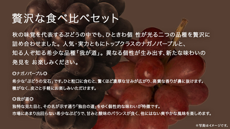【 桐箱入り 】 ナガノパープル と 我が道  (各１房)【2026年8月上旬発送開始】(茨城県共通返礼品：大子町)