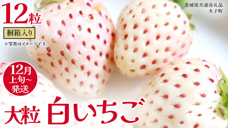 桐箱入り 大粒 白いちご 12粒【2025年12月上旬発送開始】(茨城県共通返礼品：大子町) いちご 苺 果物 フルーツ 果実