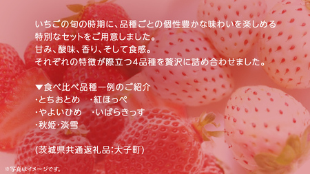 いちごの 食べ比べ 4品種×1パック【2025年12月上旬発送開始】(茨城県共通返礼品:大子町)