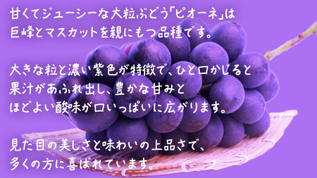 【 お中元 桐箱入り】 ピオーネ ２房 【2026年8月上旬発送開始】(茨城県共通返礼品：大子町) 