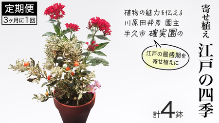 寄せ植え 江戸の四季 【 3ヶ月に1回お届け (全4回お届け) 】
