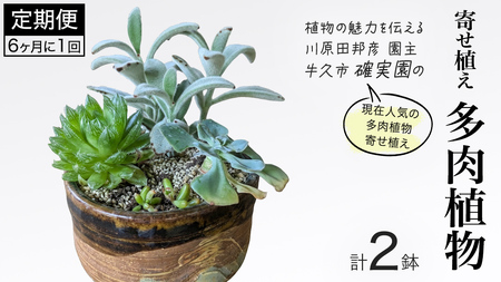 寄せ植え 多肉植物 【 半年に1回お届け（全2回お届け）】