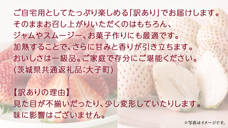 訳あり 紅白いちご 1kg【2026年3月発送開始】(茨城県共通返礼品:大子町)