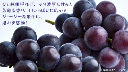 巨峰 2.5kg (4~6房)【2026年8月下旬発送開始】(茨城県共通返礼品:大子町)