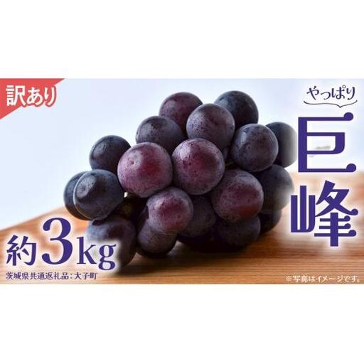【 訳あり 】 巨峰 3kg 【2026年9月発送開始】(茨城県共通返礼品：大子町)