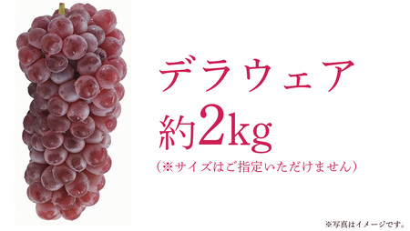 デラウェア 2kg 【 2026年7月上旬発送開始 】 (茨城県共通返礼品：大子町)